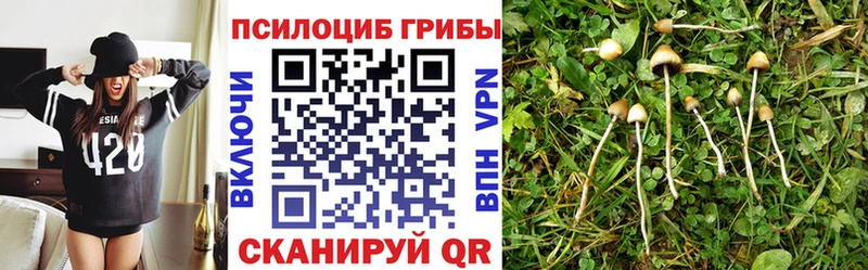 Купить закладки  Шахунья  Галлюциногенные грибы Cubensis 
